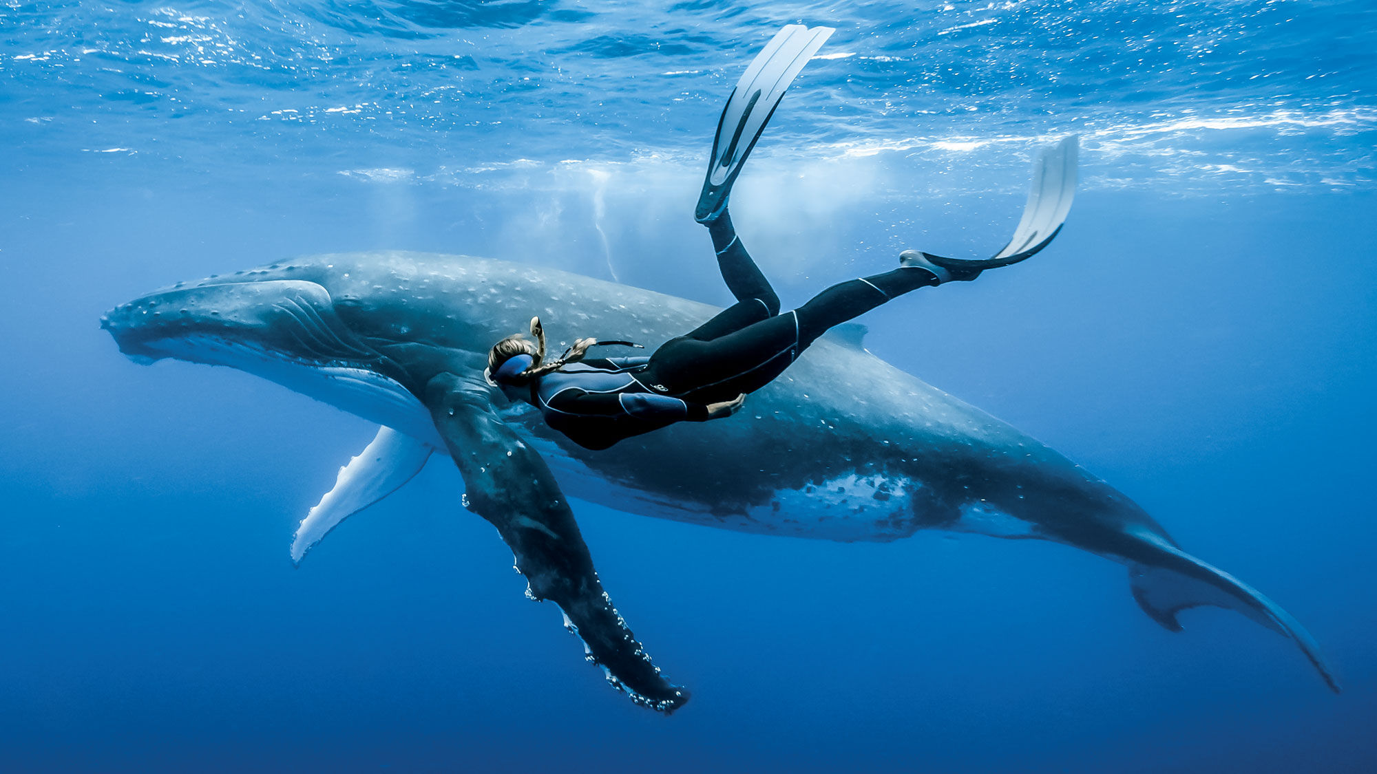 humpback-freediver-photo-contest-2016-slider-77383464445eeb62899864fa825cb2fd.jpg