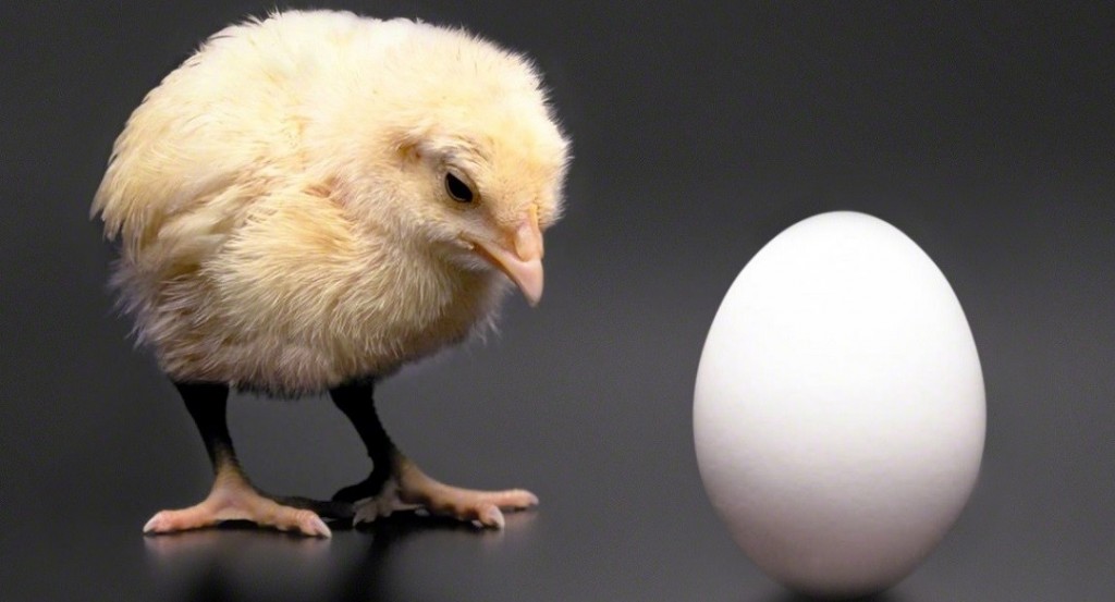 Sebenarnya Telur  atau Ayam Duluan Ini Akhir Debat Para  