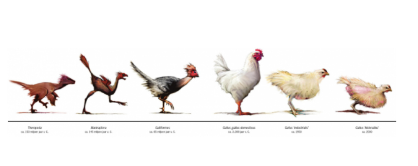 Sebenarnya Duluan Ayam atau Telur? Ini Akhir Debat Para Ahli di Dunia!