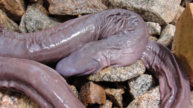 atretochoana-eiselti-an-eyeless-limbless-amphibian-just-discovered-on-the-bottom-of-a-now-drained-brazilian-river-620x349-c21c7ea16ba4d302f4528050574c7ccc.jpg