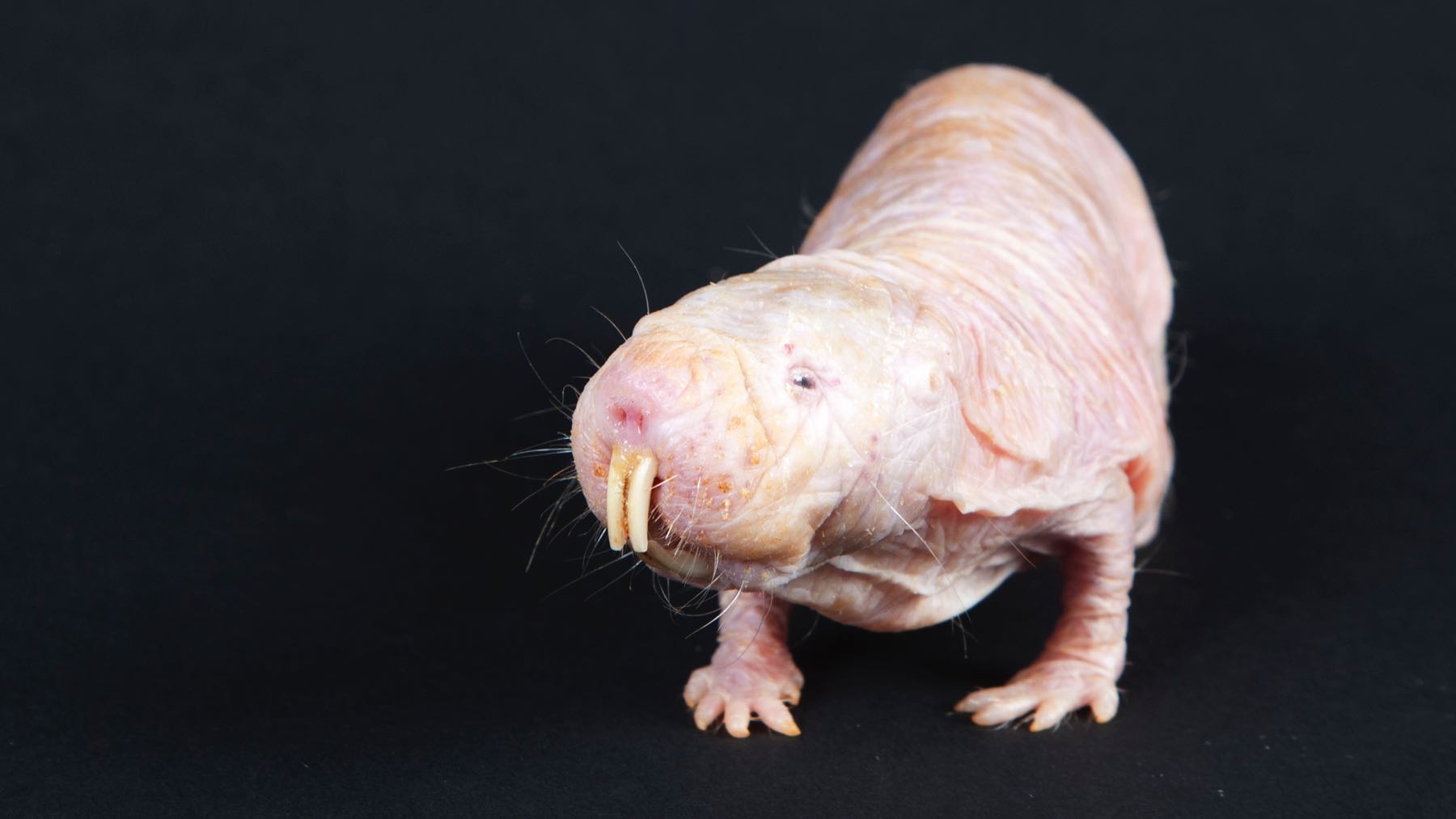 5. Naked-mole Rat.