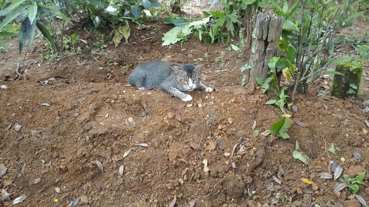 Kisah Haru Kucing yang Setia Menunggui Makam Majikannya Setiap Hari