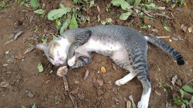 Kisah Haru Kucing yang Setia Menunggui Makam Majikannya Setiap Hari