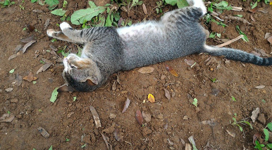 Kisah Haru Kucing yang Setia Menunggui Makam Majikannya Setiap Hari