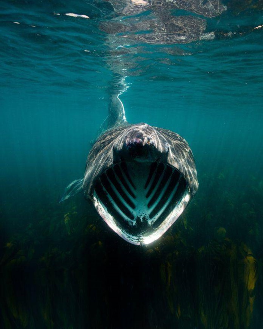 Bagi Penderita Thalassophobia Jangan Lihat 20 Foto Ini