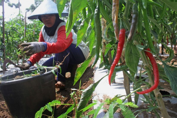 Fenomena La Nina, Harga Cabai Lahan Pasir di Bantul Meroket