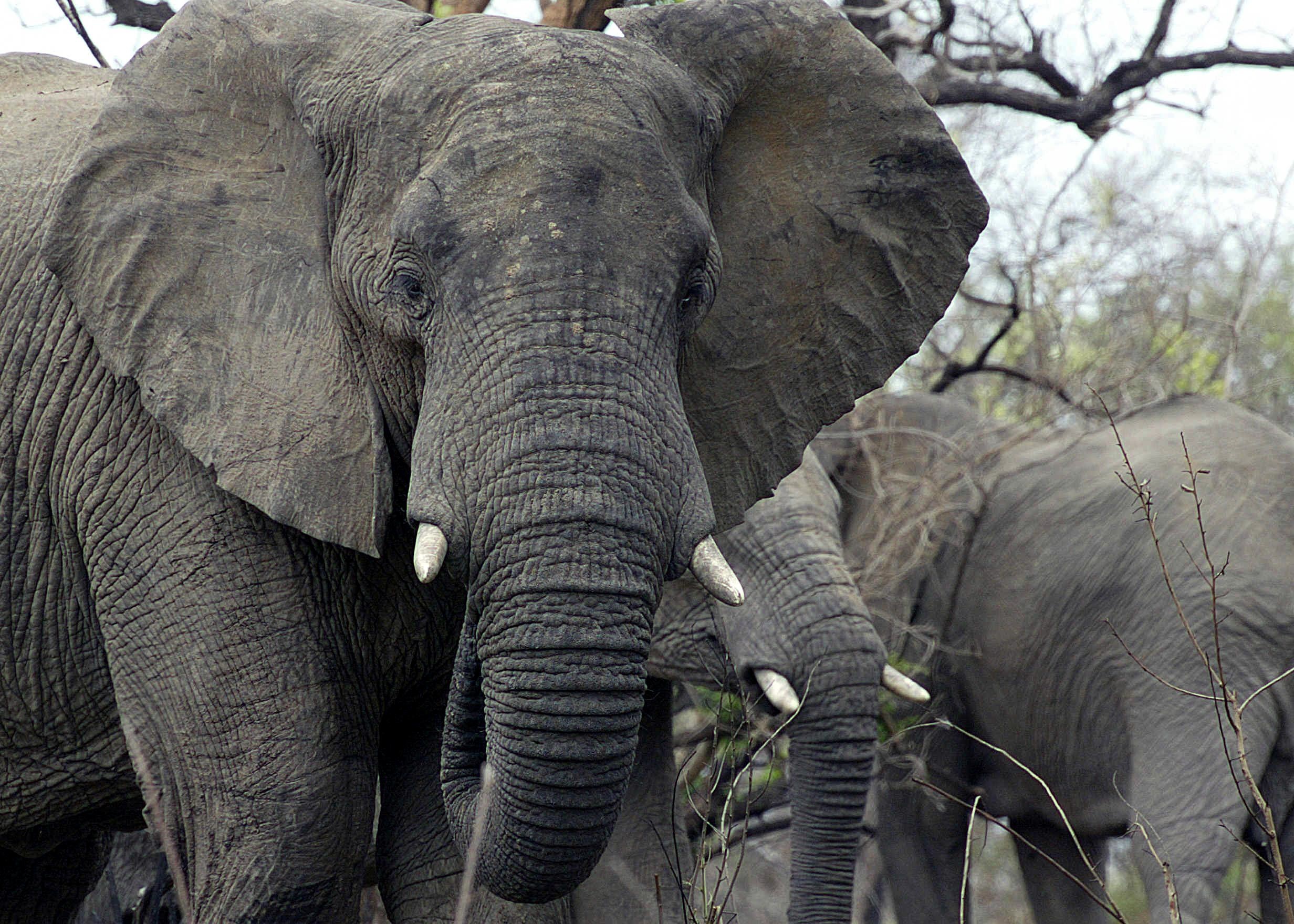 Сколько диких слонов. Всемирный день слонов. Сланы. Elephant9. Большие акаменелшыйе Сланы.