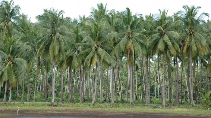 Gak Cuma Pohon Kamboja, Ini Pohon Lainnya yang Dipercaya 