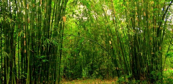 Gak Cuma Pohon Kamboja, Ini Pohon Lainnya yang Dipercaya 