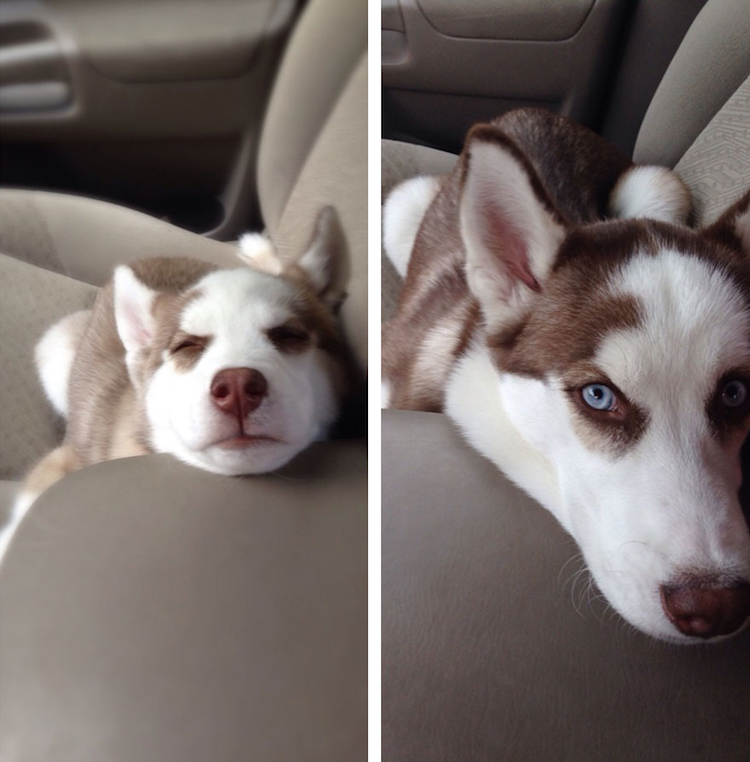 23 Foto Anjing Dulu Dan Sekarang Ini Membuatmu Gemas Dan Senyum