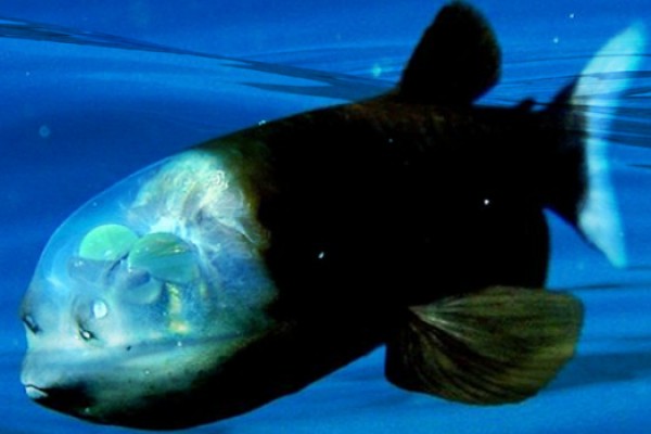 Menakjubkan, Kamu Bisa Melihat Isi Kepala Ikan Ini Tanpa Pembedahan!