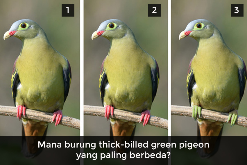 Hanya Si Mata Jeli yang Bisa Temukan Perbedaan Burung Ini!