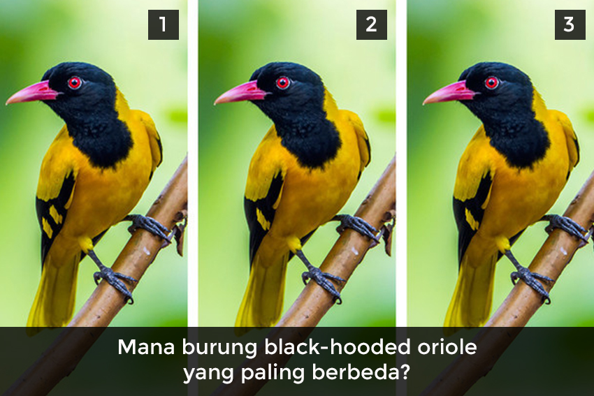 Hanya Si Mata Jeli yang Bisa Temukan Perbedaan Burung Ini!