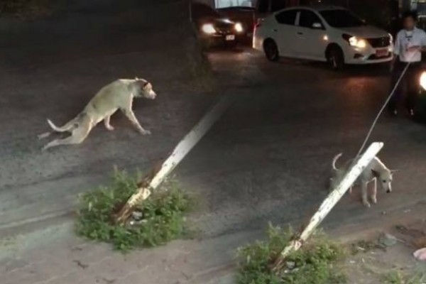 VIRAL: Bisakah Kamu Menebak Apa yang Dilakukan Anjing Ini?