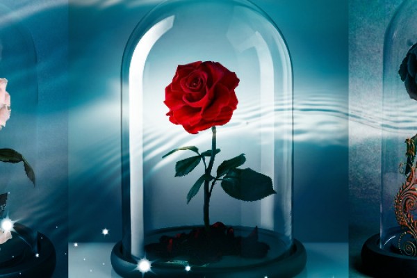 Terbaru 16 Gambar  Bunga  Mawar  Merah Yg Indah Gambar  