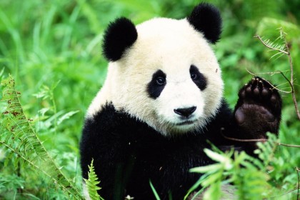 Kenapa Tubuh Panda Berwarna Hitam dan Putih Ini Jawabannya 