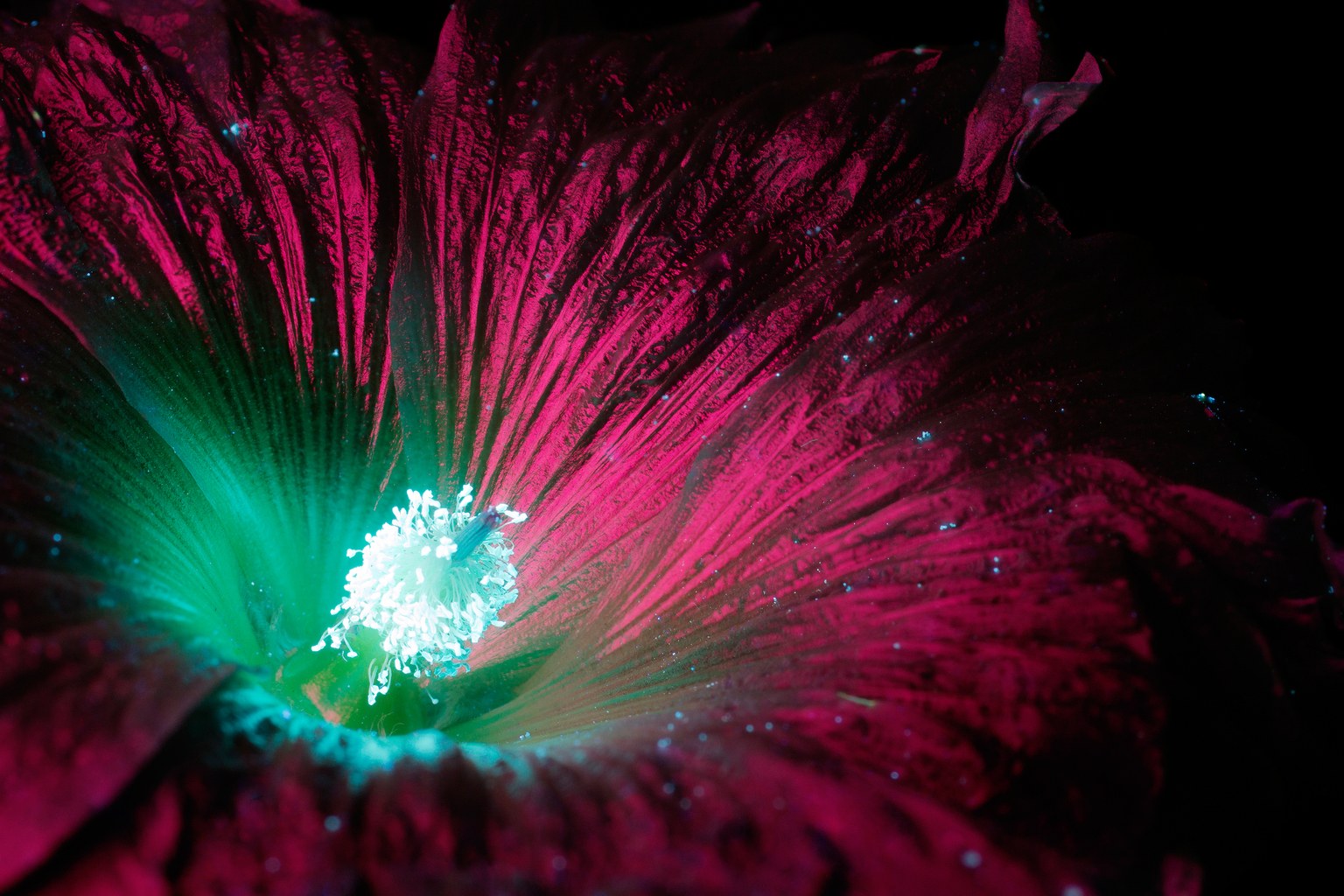15 Foto Bunga Cantik Yang Pasti Gak Pernah Kamu Lihat Sebelumnya