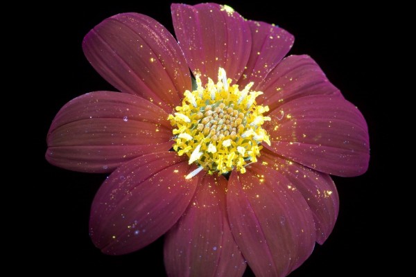 15 Foto Bunga Cantik Yang Pasti Gak Pernah Kamu Lihat Sebelumnya