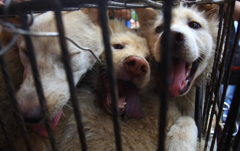 Diharamkan Di Taiwan, Konsumsi Daging Anjing Justru Meningkat Di Indonesia