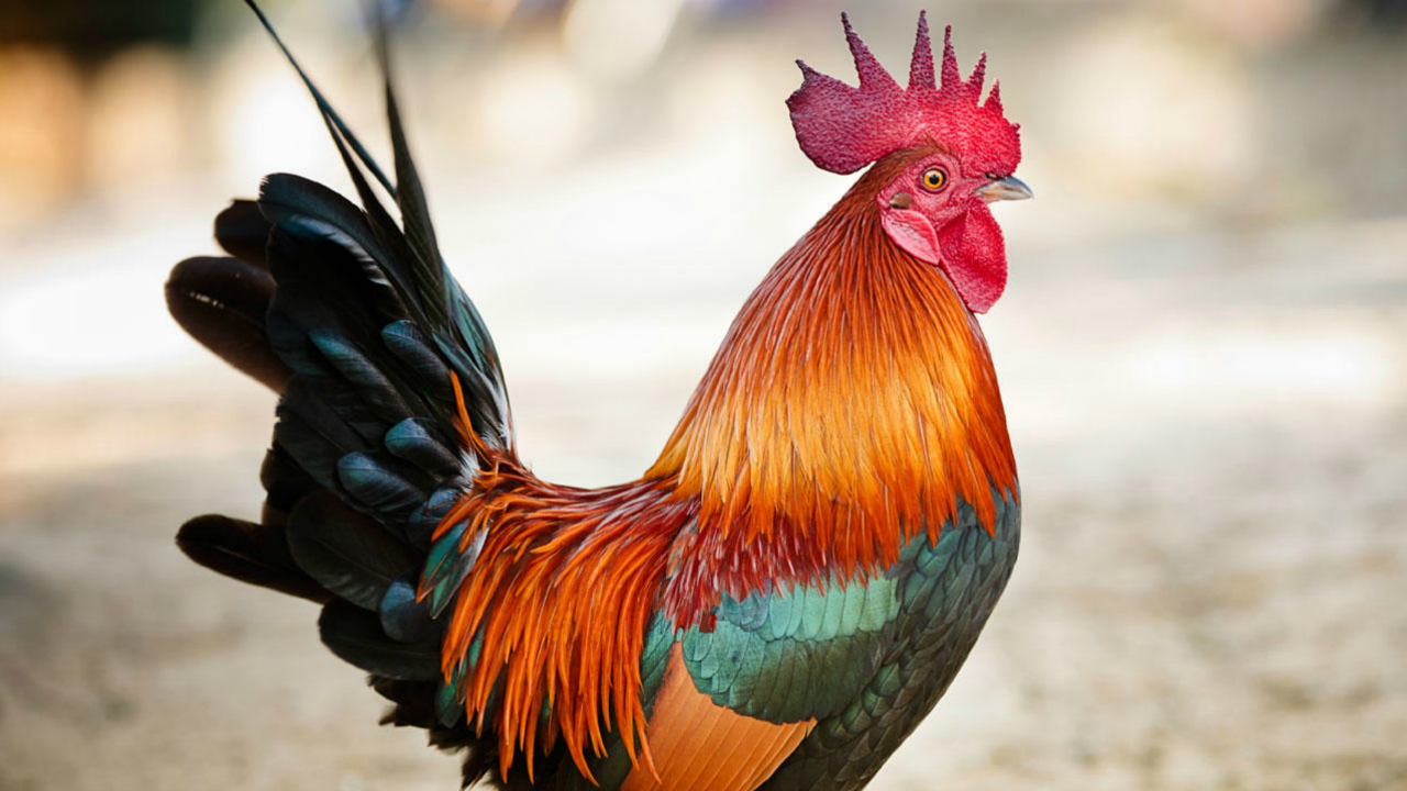  Gambar  Ayam  Pusat Gambar 