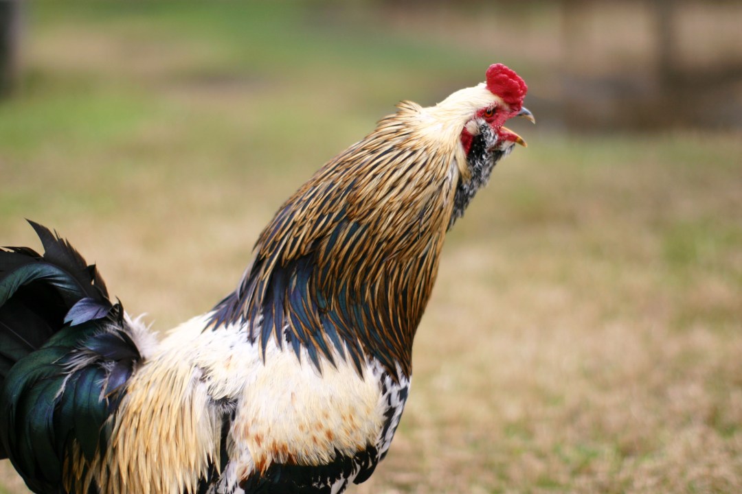 ayam berkokok tengah malam