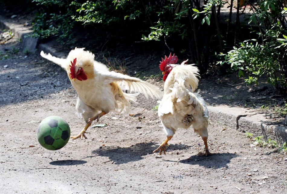 Kenapa Sih Ayam Berkokok di Pagi Hari? Ini Penjelasan Ilmiahnya!