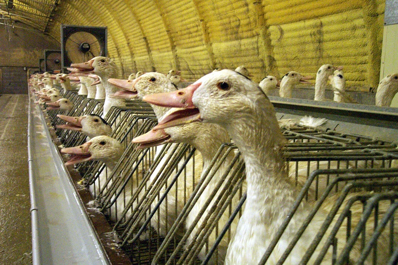 foie-gras-8a1bff97ae6e123bdf2d1f82a18540ed.jpg