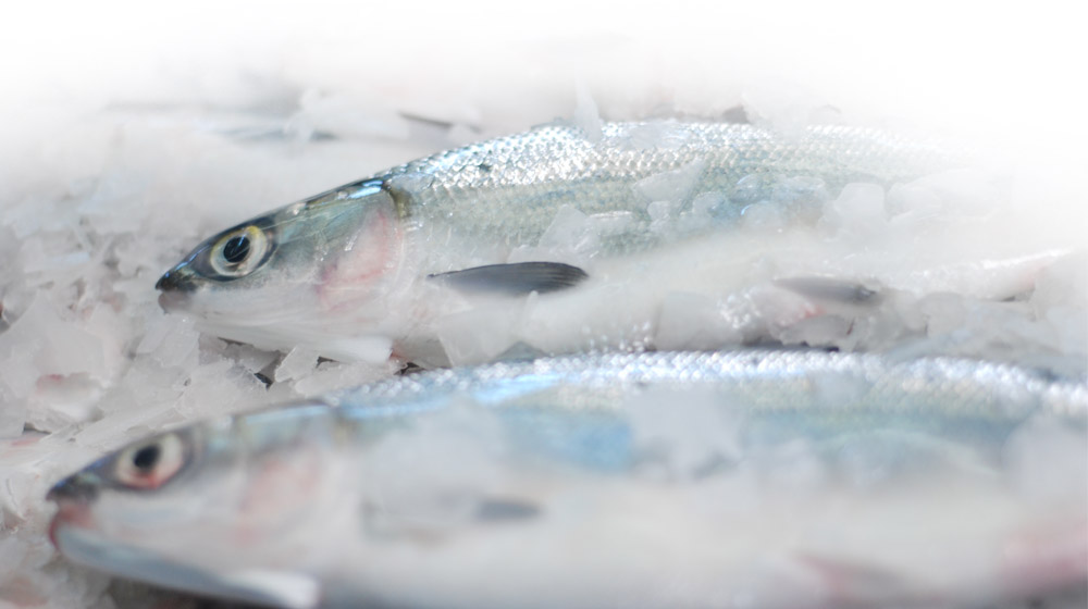 did-storingfish-0756e98a7ea2c4b77e6e5d434d43a2f9.jpg