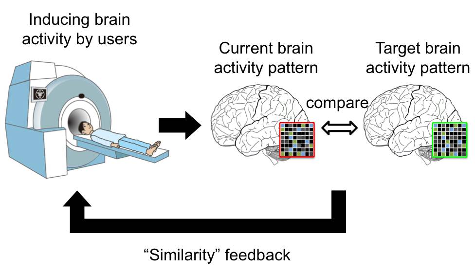 Brain and orgasm