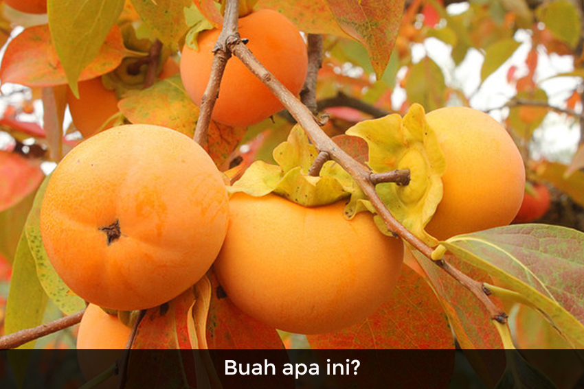 [QUIZ] Apakah Kamu Bisa Menebak Nama Buah Ini?