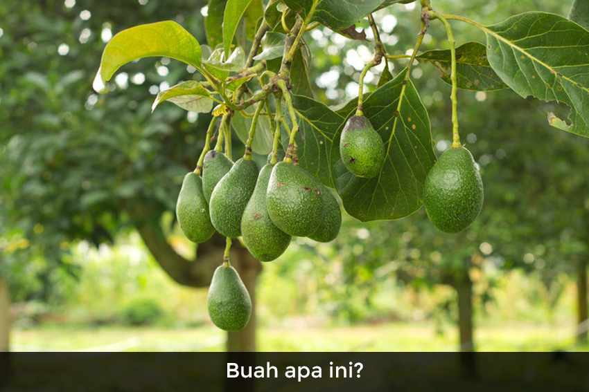 [QUIZ] Apakah Kamu Bisa Menebak Nama Buah Ini?