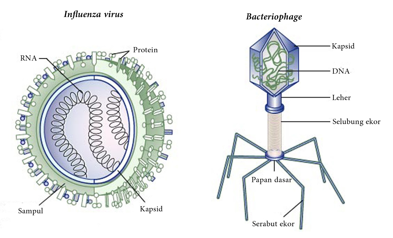 Белковый капсид. Вирус гриппа строение биология 10 класс. Структура вируса схема. Строение вируса 5 класс биология. Строение вируса 5 класс биология рисунок.