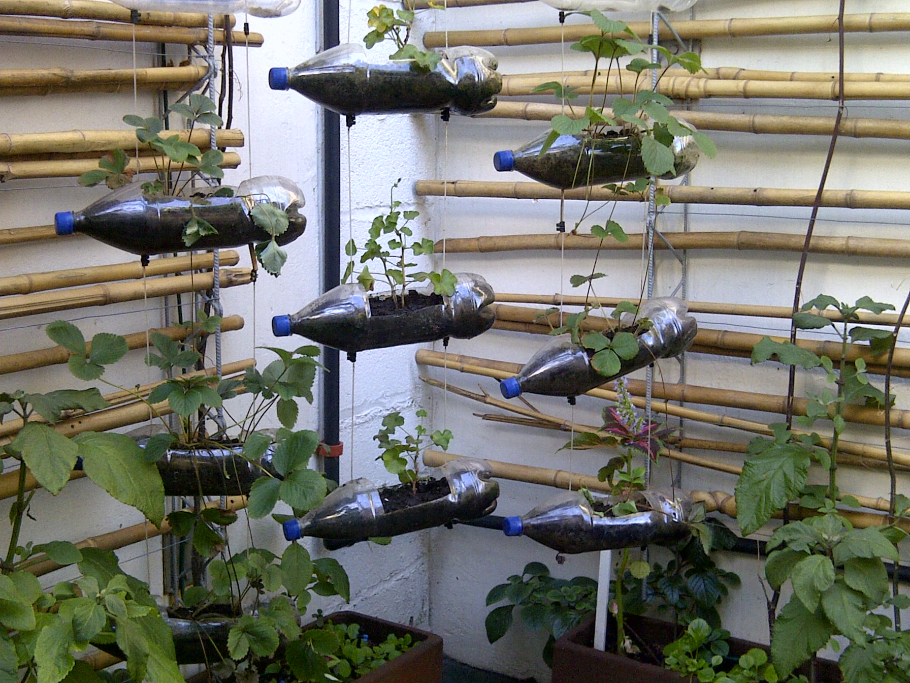 Ide Kreatif Bikin Kebun Sayur Di Rumah Sendiri