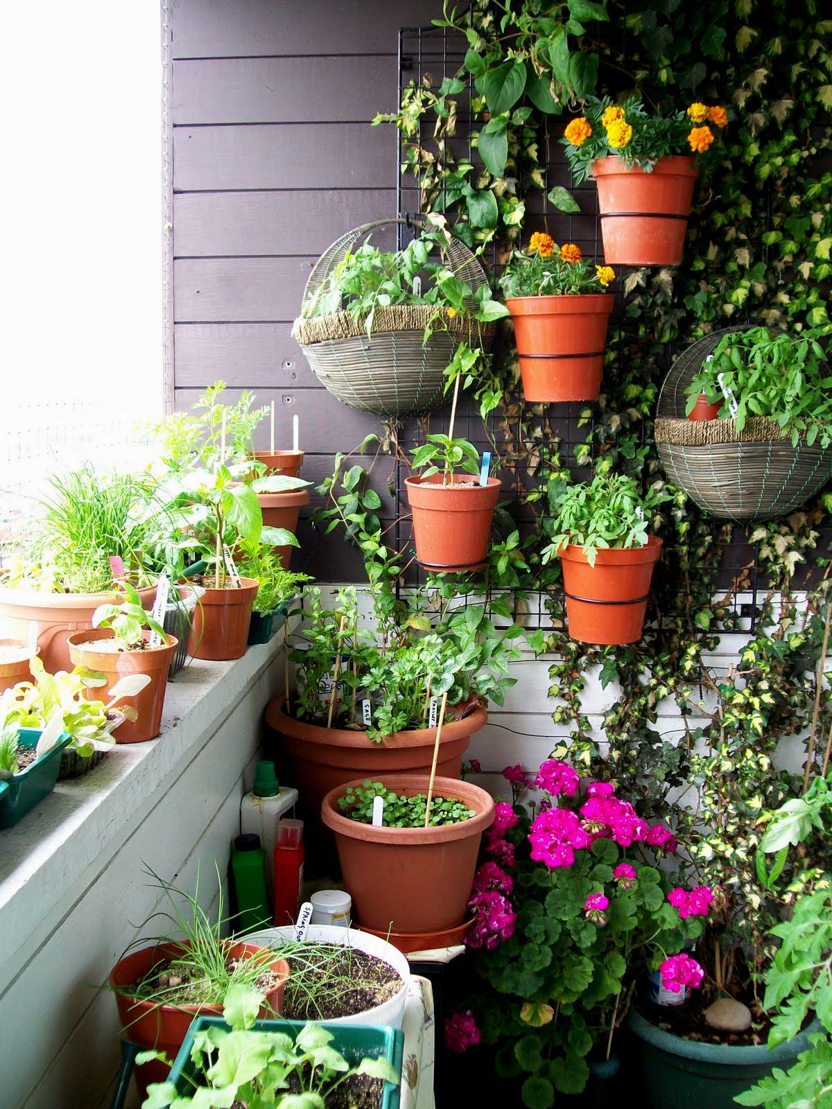 17 Ide Kreatif Bikin Kebun Sayur di Rumah Sendiri