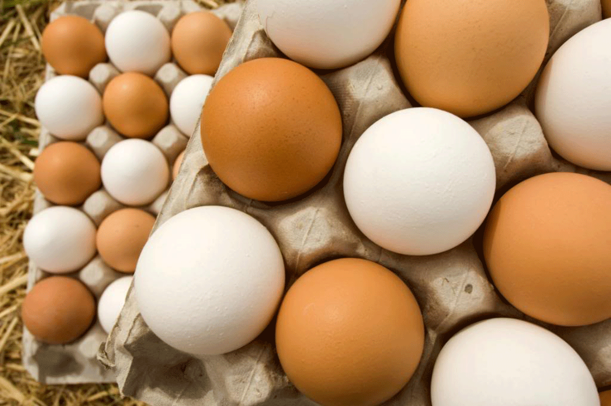 Telur Kulit Putih vs Telur Kulit Cokelat, Begini Perbedaannya!