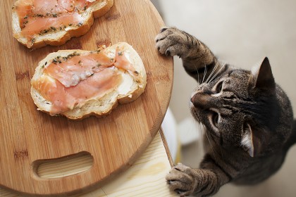 15 Foto Kucing yang Ketahuan Mencuri Makanan Ini Kocak!