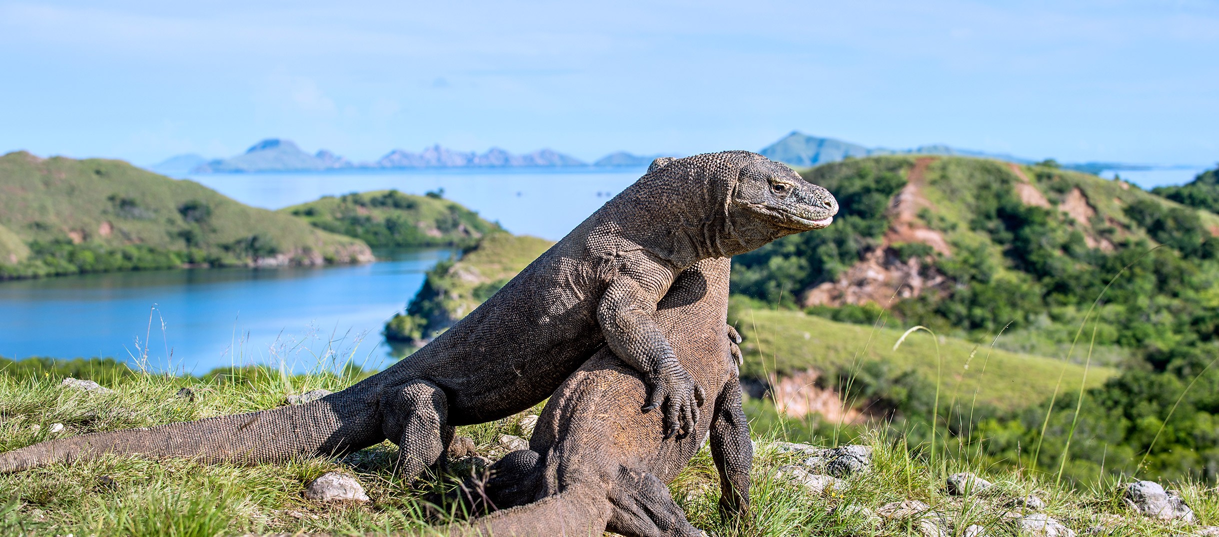 7 Fakta Unik tentang Pulau Komodo, Bikin Makin Kebelet Liburan