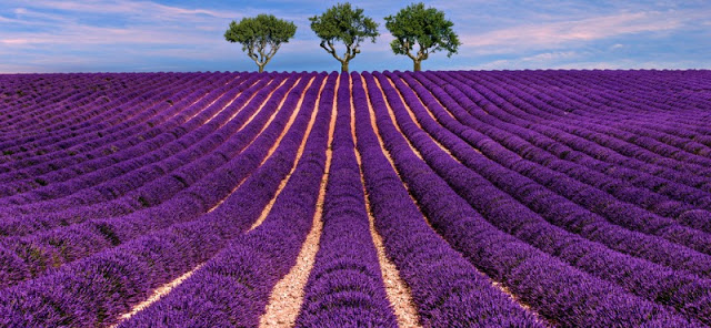 Ladang bunga lavender Perancis Steemkr