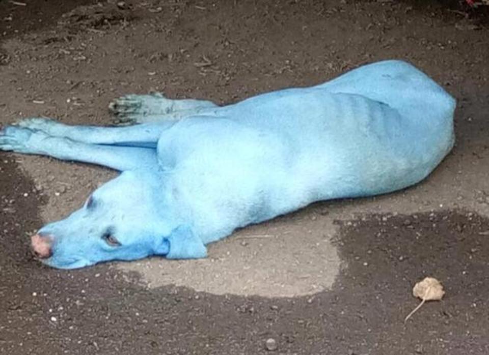 Diduga Terkena Limbah Pabrik Anjing Ini Berubah Biru