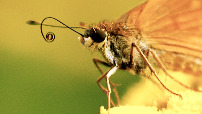 kupu kupu menggabungkan proboscis setelah keluar dari kepompong