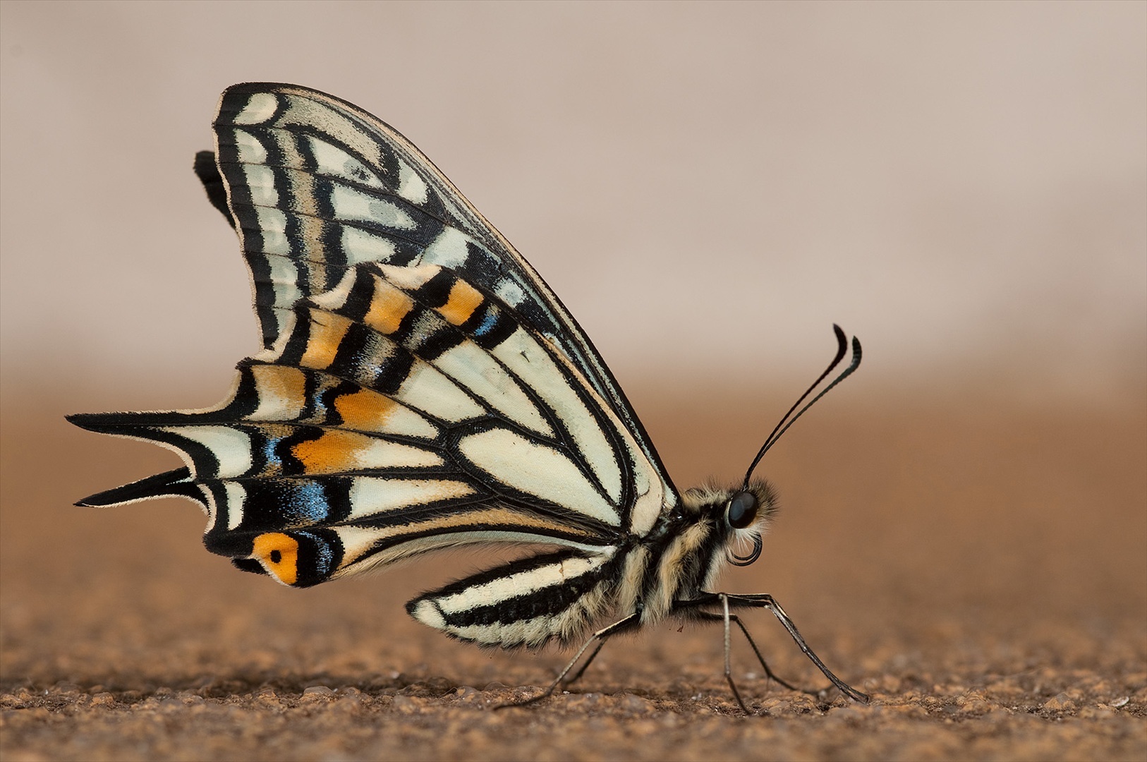 10 Fakta Unik soal Kupu  kupu  yang Belum Pernah Kamu Tahu