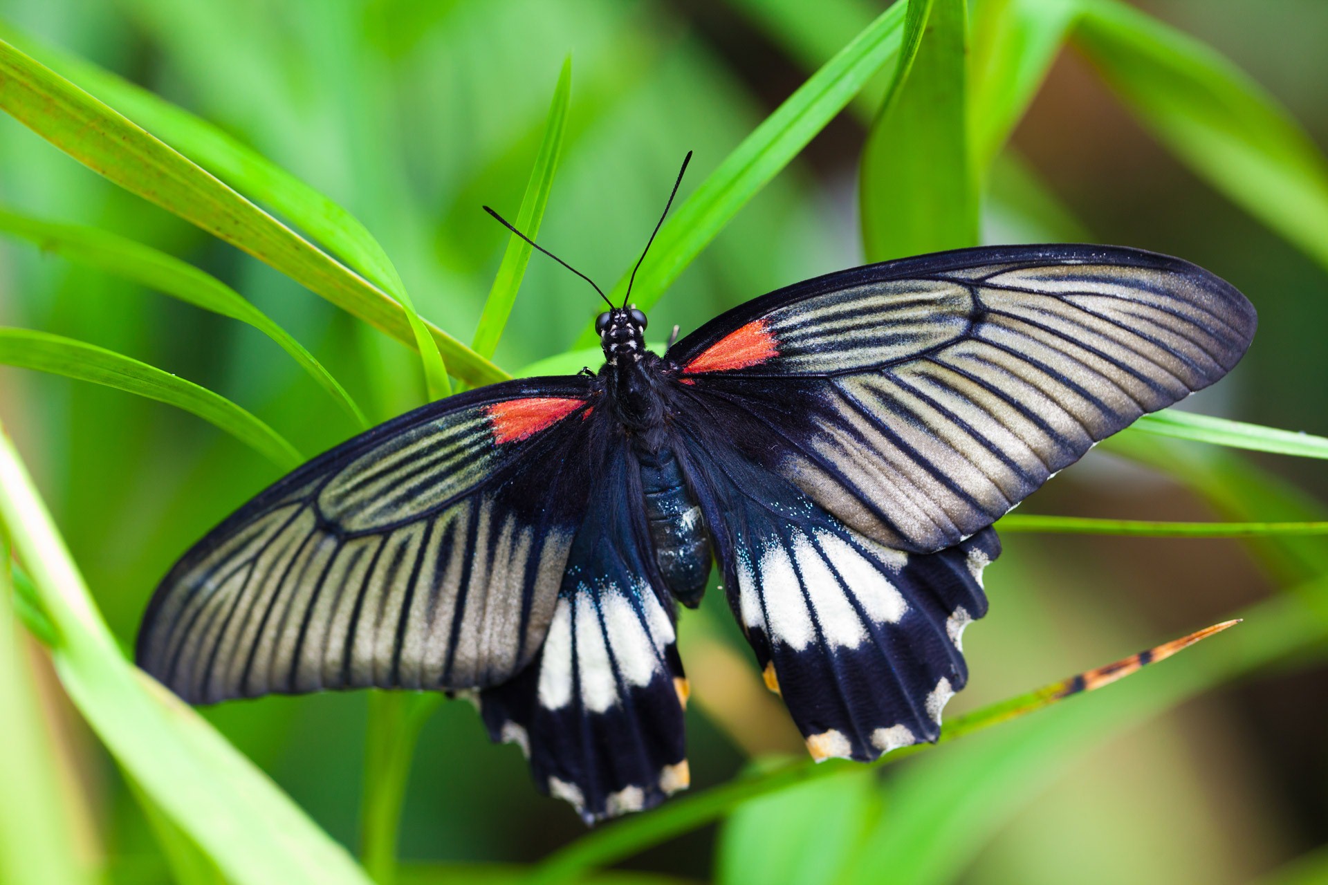 10 Fakta Unik soal Kupu-kupu yang Belum Pernah Kamu Tahu