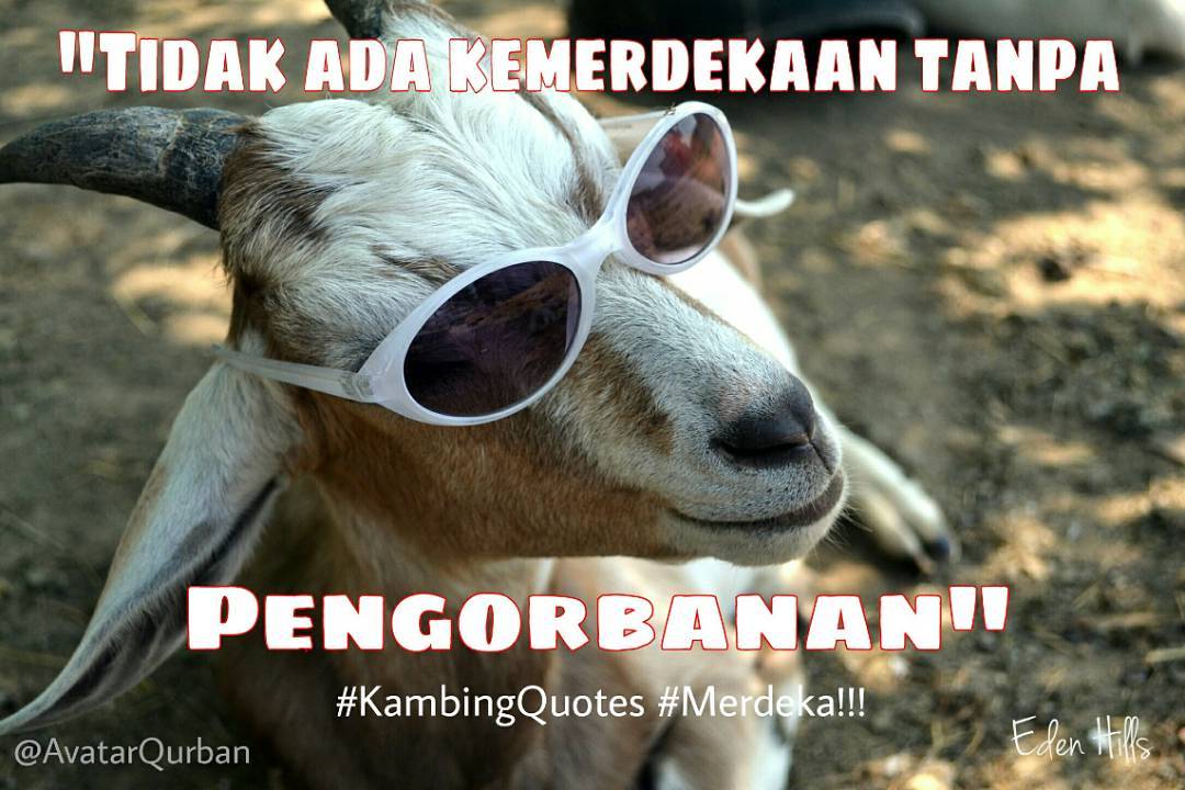  Gambar Lucu Kambing Dan Sapi Kurban 