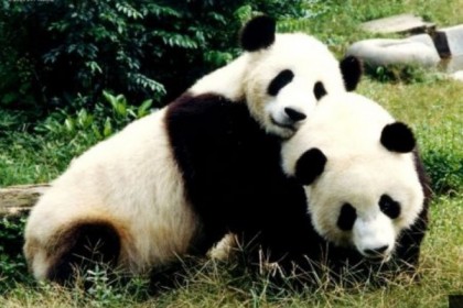Tahu 5 Fakta Unik Panda Lucu China Idn Times Gambar