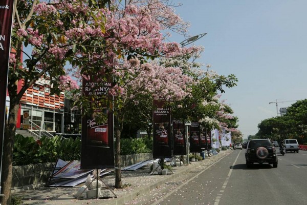 Cerita Wali Kota Risma Soal Tabebuya Bunga  Sakura  Surabaya  