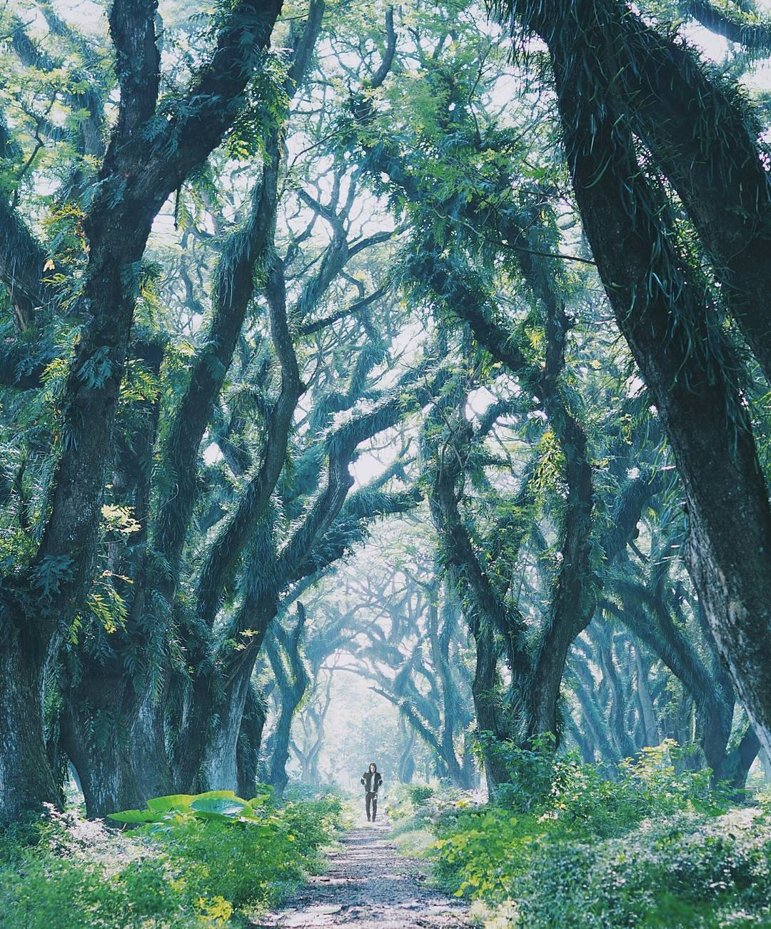 Ada Hutan Ala Film Lord Of The Rings Di Indonesia Ke Sini Yuk