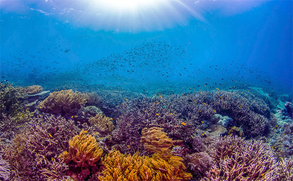 5 Surga Diving di Sulawesi Ini Indahnya Kebangetan, Gak Cuma Bunaken