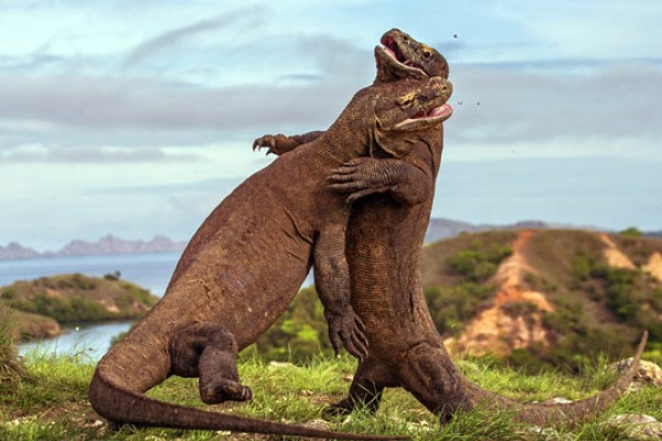 Komodo Stres, Perlukah Membatasi Turis dengan Sistem Pendaftaran?