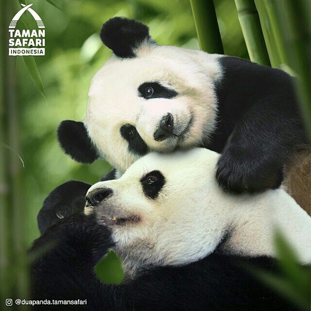  Menengok Keunikan Istana Panda Bogor yang Gemesin, Sudah ke Sana?