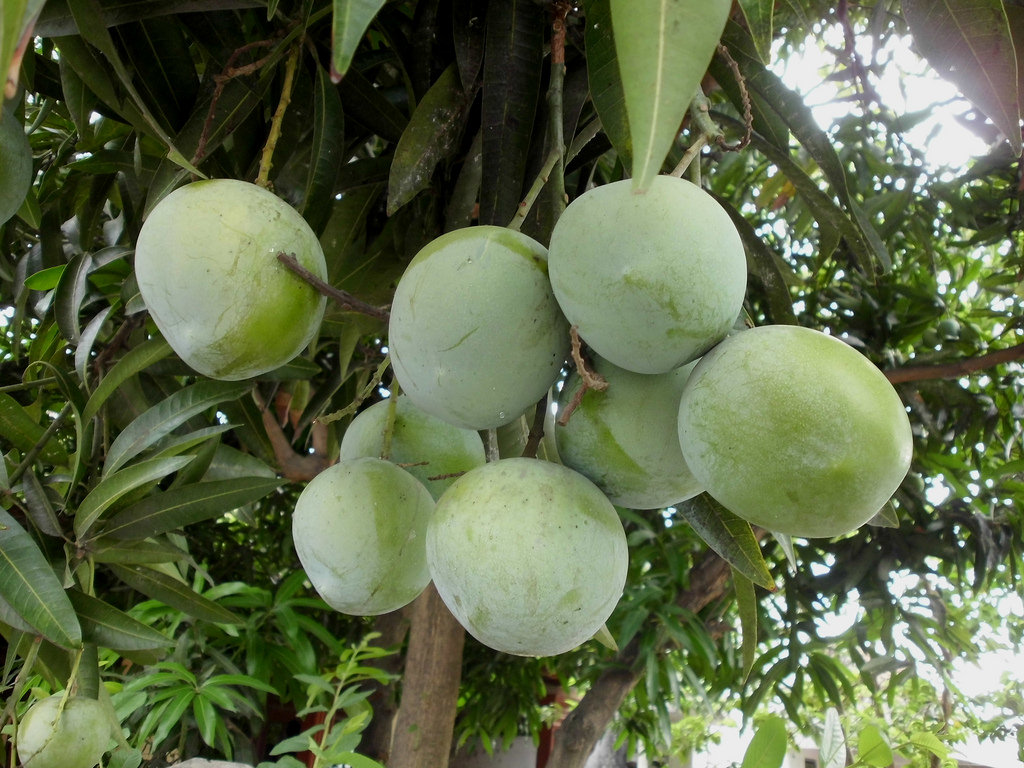 Mengenal Jenis Jenis Mangga Di Indonesia Mana Yang Paling Kamu Suka Agrozine 